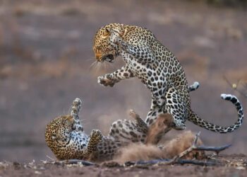 Inspiring Nature Photos That Won International Photography Awards