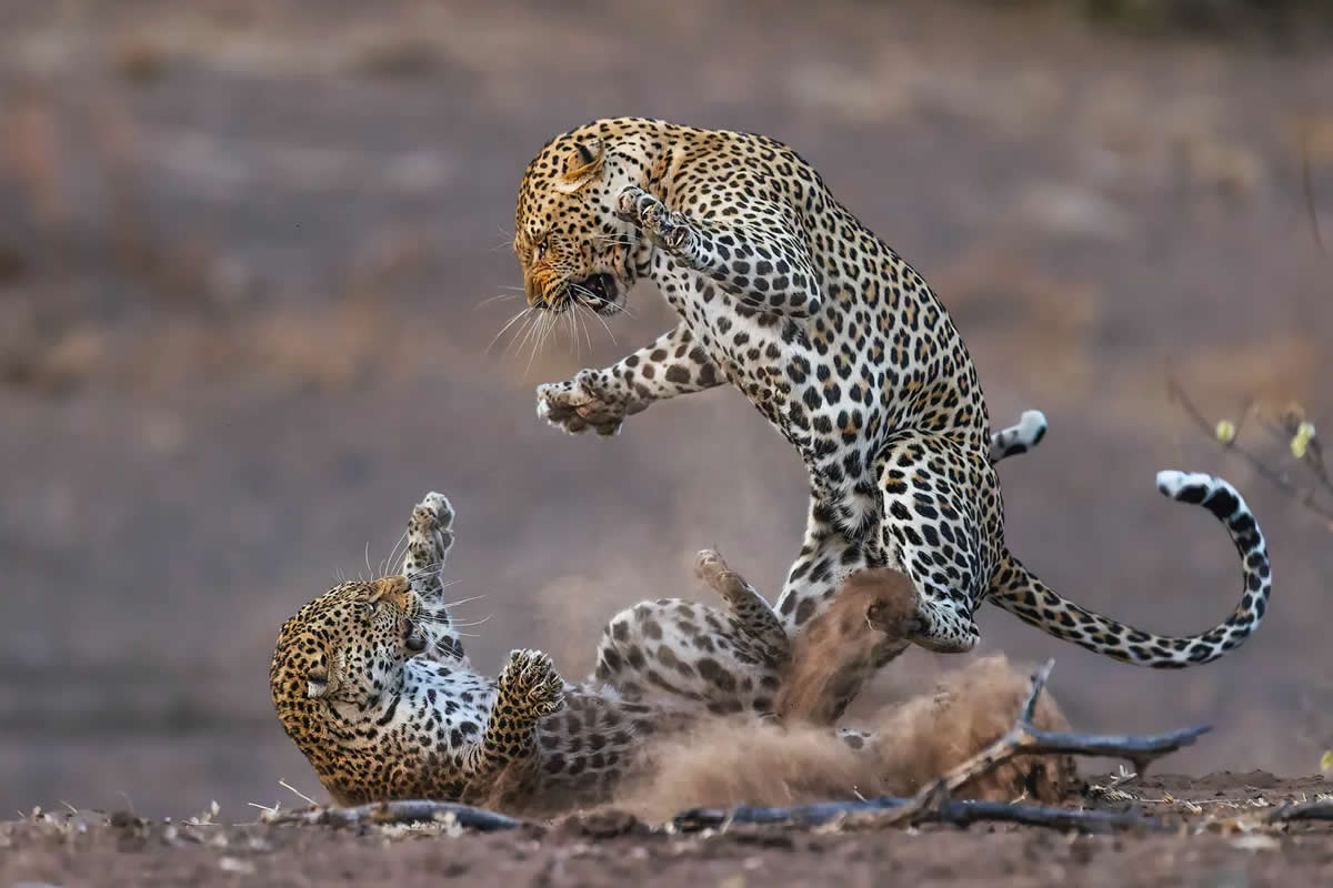 Best of 2025: 30 Inspiring Nature Photos That Won International Photography Awards