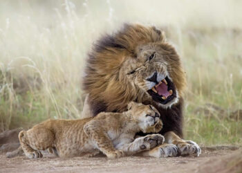 Best of 2025: 34 Wildlife Photographers Every Nature Lover Should Know