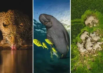 best of 2025 wildlife winners
