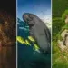 best of 2025 wildlife winners