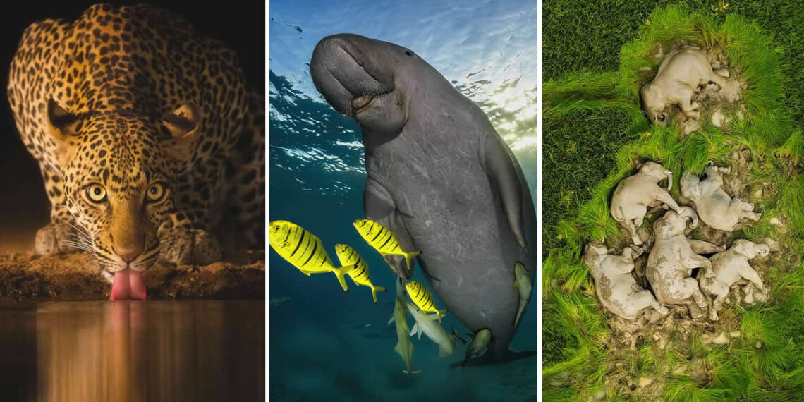 Best of 2025: Breathtaking Wildlife Photos That Won Major International Awards