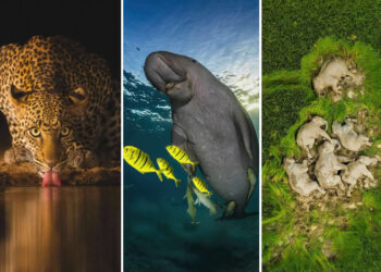 Best of 2025: Breathtaking Wildlife Photos That Won Major International Awards