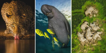 Best of 2025: Breathtaking Wildlife Photos That Won Major International Awards