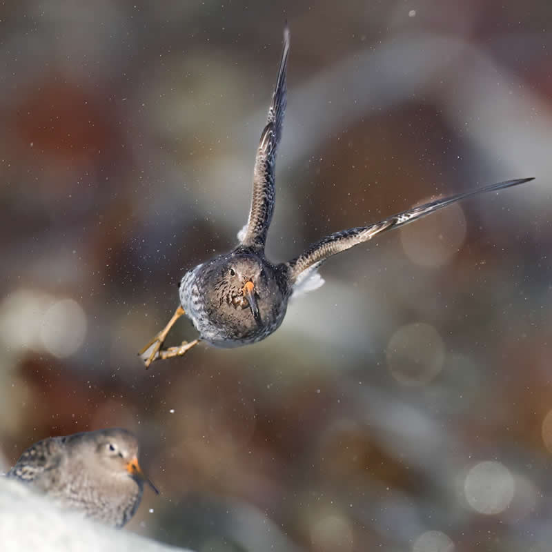 Purple Sandpiper - Bird Photography by Erkko Badermann
