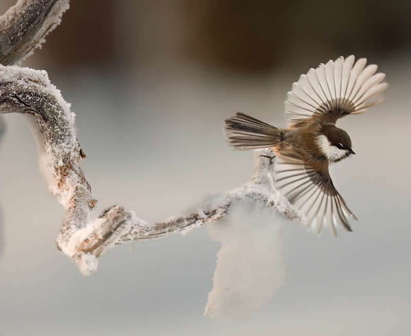 Siberian tit - Bird Photography by Erkko Badermann