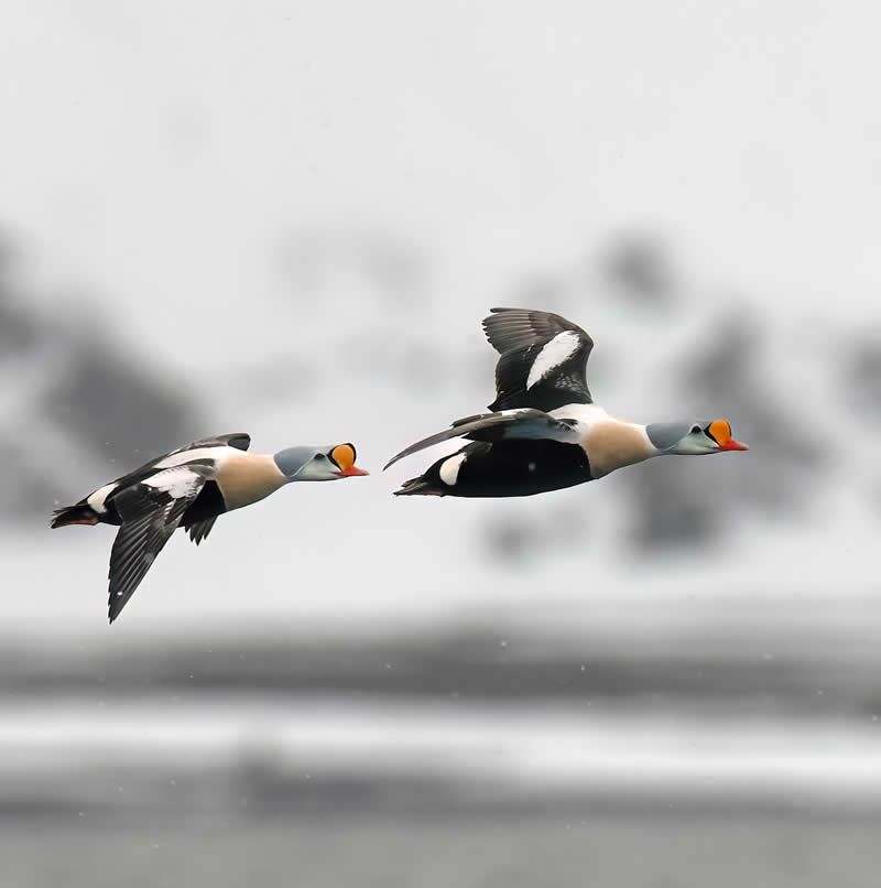King Eider - Bird Photography by Erkko Badermann