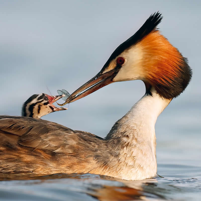 Great crested Grebe and Chick - Bird Photography by Erkko Badermann