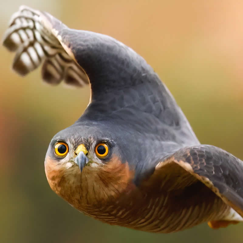 Sparrowhawk - Bird Photography by Erkko Badermann