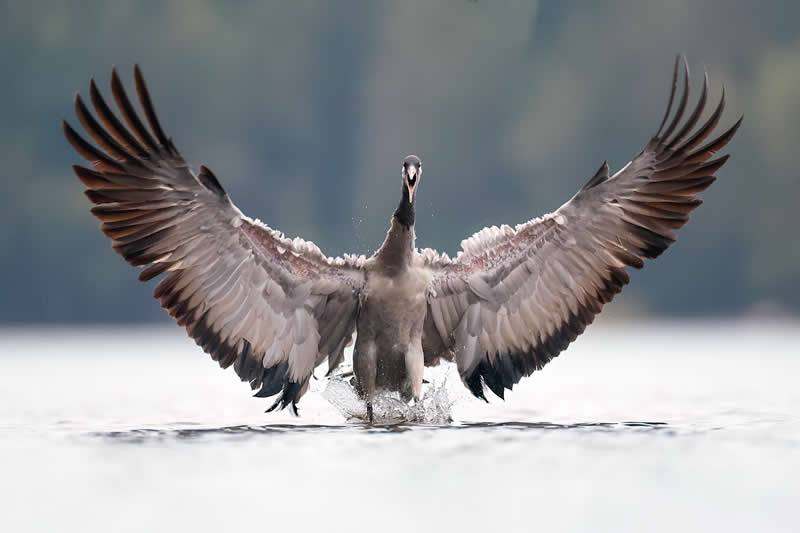 Crane at landing phase, Grus grus - Bird Photography by Erkko Badermann