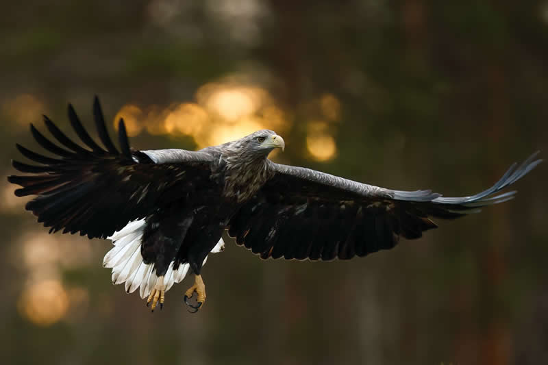 White-tailed Eagle - Bird Photography by Erkko Badermann