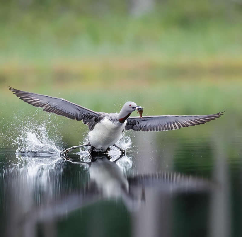 Red-throated Loon at landing phase - Bird Photography by Erkko Badermann