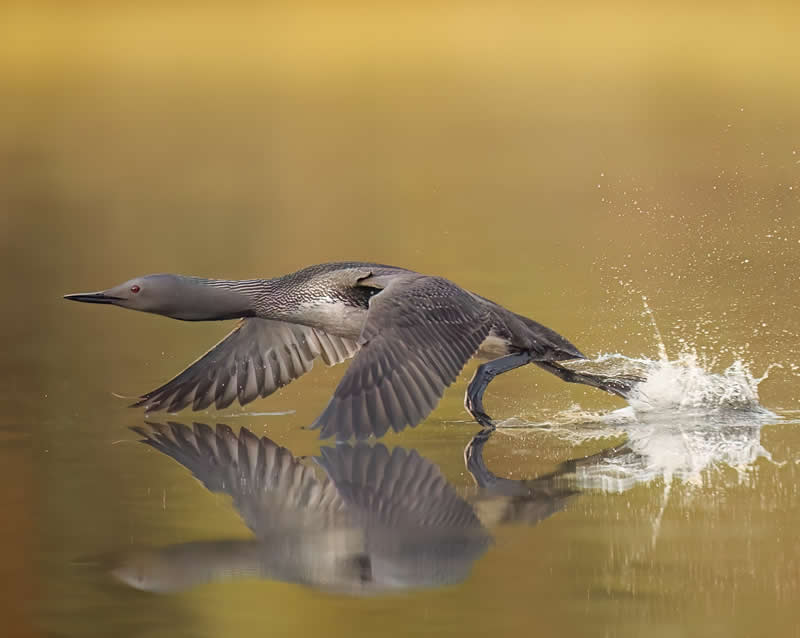 Red-throated loon at Takeoff - Bird Photography by Erkko Badermann