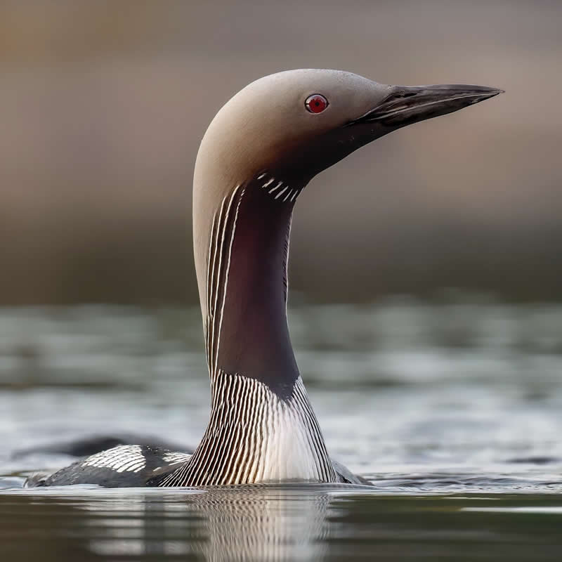 Black-throated loon - Bird Photography by Erkko Badermann