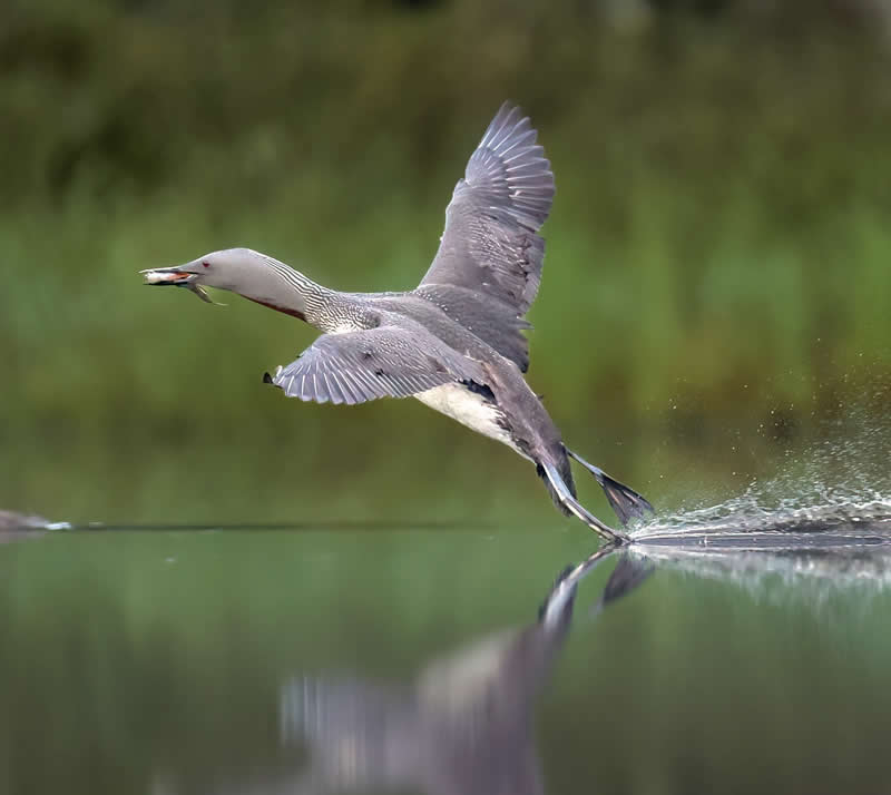 Red-throated loon at Landing phase - Bird Photography by Erkko Badermann