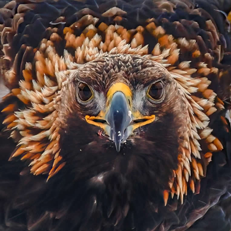 Portrait of Golden Eagle - Bird Photography by Erkko Badermann