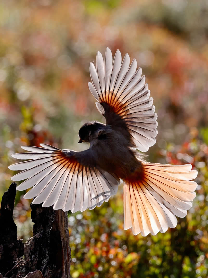 Kuukkeli - Bird Photography by Erkko Badermann