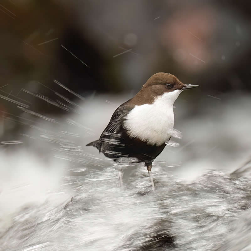 Dipper - Bird Photography by Erkko Badermann