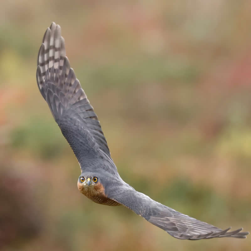 Sparrowhawk - Bird Photography by Erkko Badermann