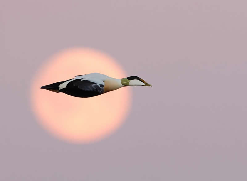 Common Eider front off the moon, which coloured by the sun rise - Bird Photography by Erkko Badermann