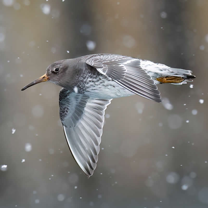 Purple Sandpiper - Bird Photography by Erkko Badermann