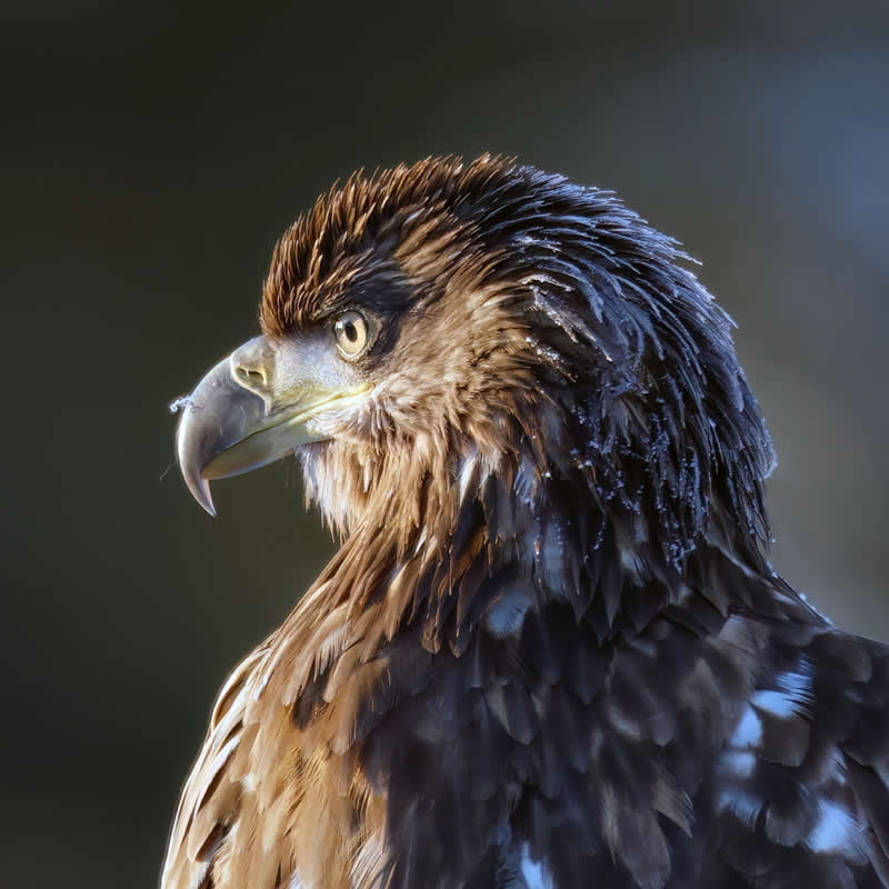 Portrait of a White-Tailed Eagle - Bird Photography by Erkko Badermann