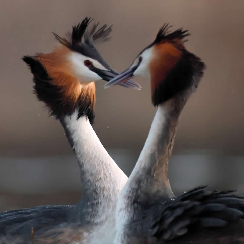 Great Crested Grebes - Bird Photography by Erkko Badermann