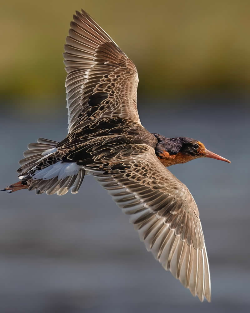 Ruff - Bird Photography by Erkko Badermann