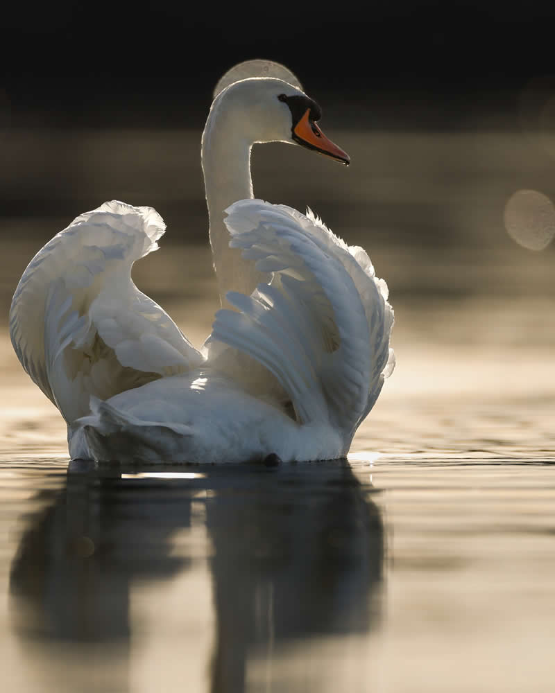 Mute Swan - Bird Photography by Erkko Badermann