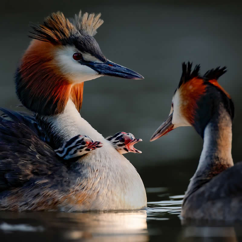 Great crested Grebe family - Bird Photography by Erkko Badermann