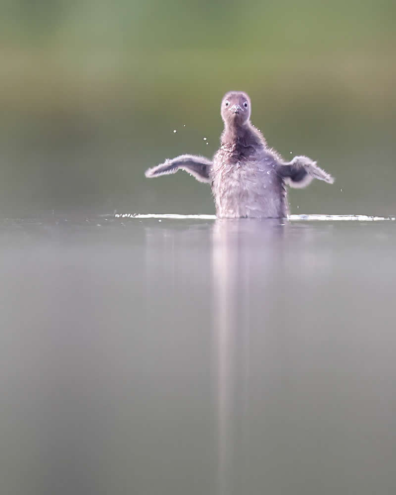 Red-throated Loons Chick - Bird Photography by Erkko Badermann