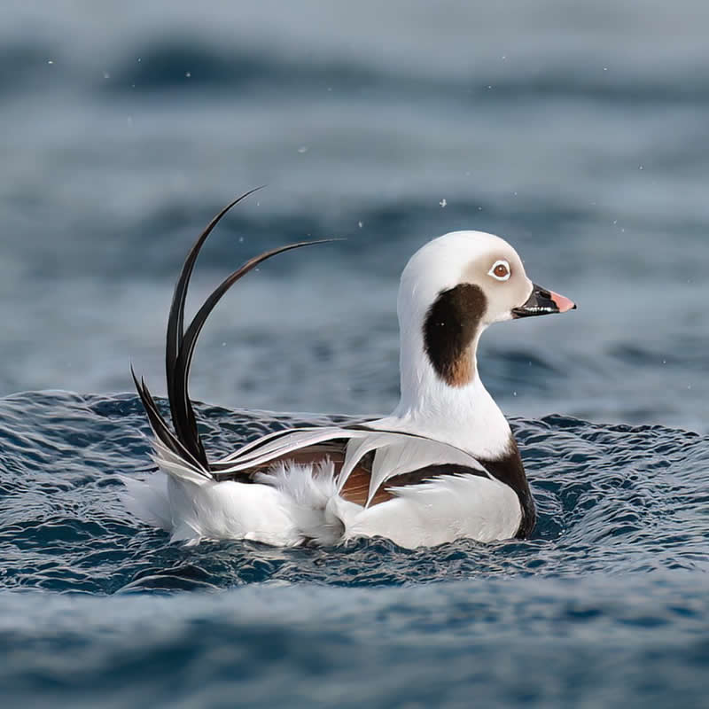 Long-tailed duck - Bird Photography by Erkko Badermann