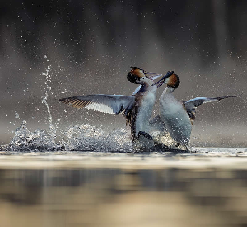 Great crested grebes fight for a mate and a nesting site - Bird Photography by Erkko Badermann