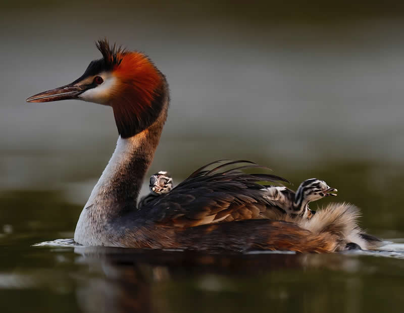 Great crested Grebe and Chicks - Bird Photography by Erkko Badermann