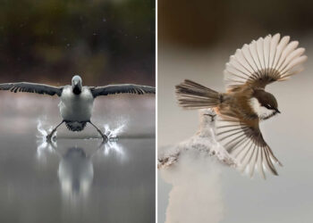 Bird Photography by Erkko Badermann