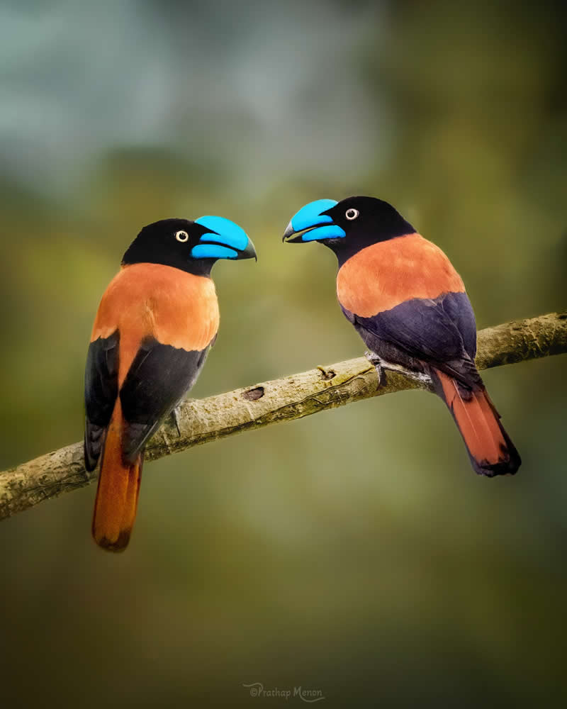 A special moment with Helmet Vanga from deep inside Madagascar’s rainforests. Madagascar’s most iconic and endemic bird. She speaks, he listens — a quiet forest conversation framed by nature’s finest colors - Enchanting Bird Photography by Prathap Menon