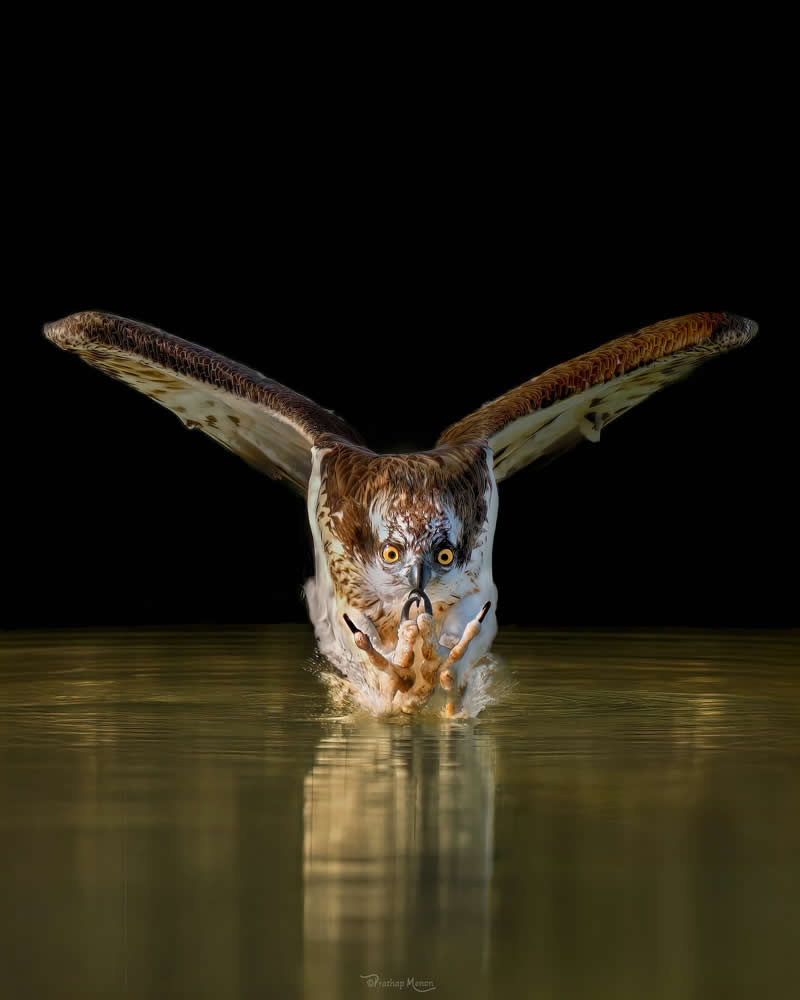 An Osprey locked in on its target, wings cutting through the air with absolute purpose. Just beneath the surface, a fish drifts through its final peaceful moment—unaware of the power descending from above - Enchanting Bird Photography by Prathap Menon