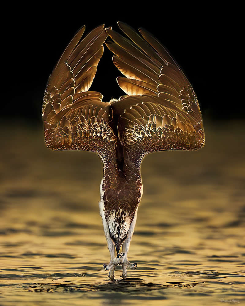 An osprey’s strike - wings symmetrically poised and lit by golden light. Nature’s poetry in motion, bathed in evening gold - Enchanting Bird Photography by Prathap Menon