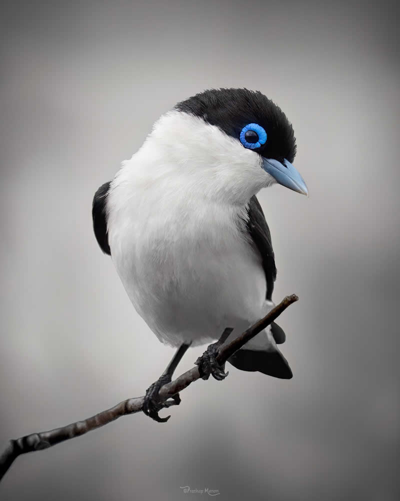 Perched with quiet confidence, this Chabert’s Vanga (Leptopterus chabert) seems to pause just long enough to admire herself — head slightly tilted, feathers perfectly composed. That striking electric-blue eye ring against her soft black-and-white plumage makes the moment feel almost intentional, as if she knows she’s being watched. A true Malagasy beauty - Enchanting Bird Photography by Prathap Menon