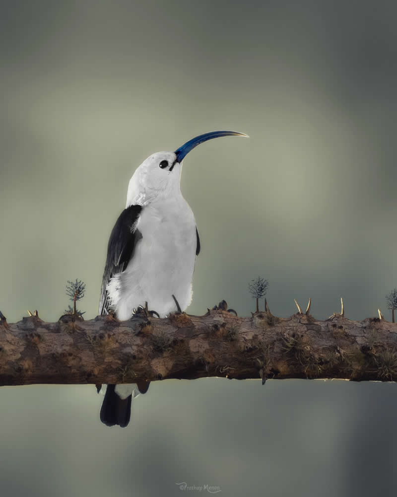 A masterpiece of curves — the Sickle-billed Vanga (Falculea palliata) pauses in a perfect pose, its beautifully arched beak defining grace in the wild. One of Madagascar’s most iconic endemics - Enchanting Bird Photography by Prathap Menon