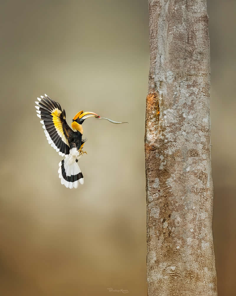 A male Great Hornbill returning to his mate with a viper to feed her in breeding period, honoring a promise she trusts her life on - Enchanting Bird Photography by Prathap Menon