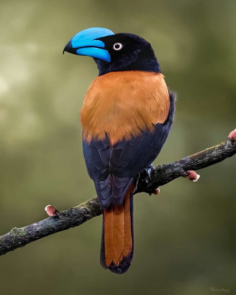 A flash of sapphire in the shadows — the Helmet Vanga and its impossibly beautiful blue beak one of Madagascar’s most striking and iconic birds - Enchanting Bird Photography by Prathap Menon
