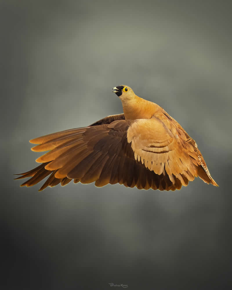 A graceful Madagascar Sandgrouse (Pterocles personatus) slicing through the air, carrying the warm tones in every feather - Enchanting Bird Photography by Prathap Menon