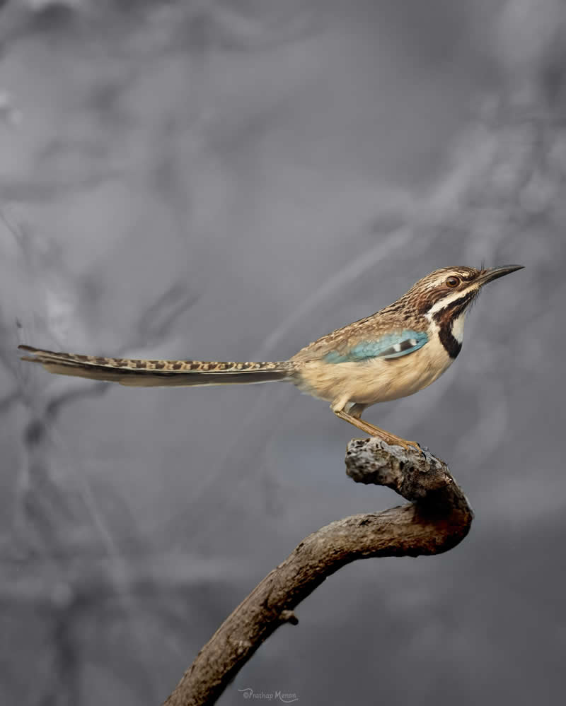 The Long-tailed Ground Roller (Uratelornis chimaera), one of Madagascar’s rarest and most sought-after endemics - Enchanting Bird Photography by Prathap Menon