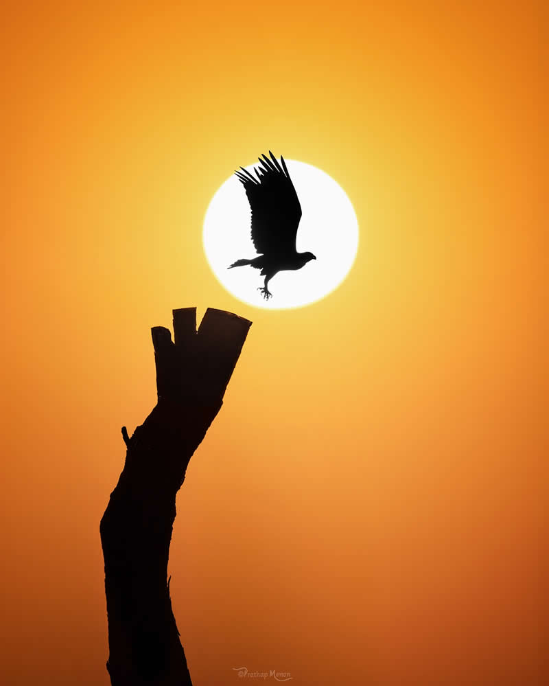 Sunset takeoff by the master fisher. After finishing his last fish, the Osprey pushed off and disappeared into the sunset - Enchanting Bird Photography by Prathap Menon