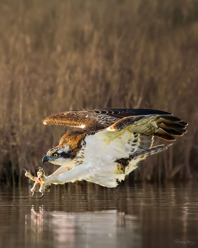 An osprey in the split second before the strike.. claws just grazing the water’s surface.. the calm before the explosive dive. The osprey never ceases to amaze - Enchanting Bird Photography by Prathap Menon