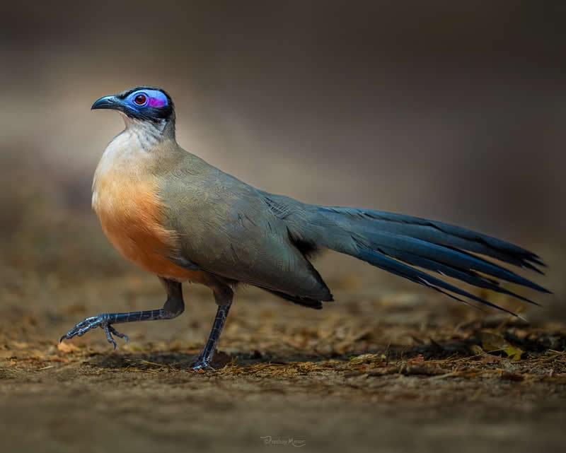 Step of elegance - Giant Coua (Coua gigas) — Madagascar’s largest coua and a true forest wanderer. Endemic to the island - Enchanting Bird Photography by Prathap Menon