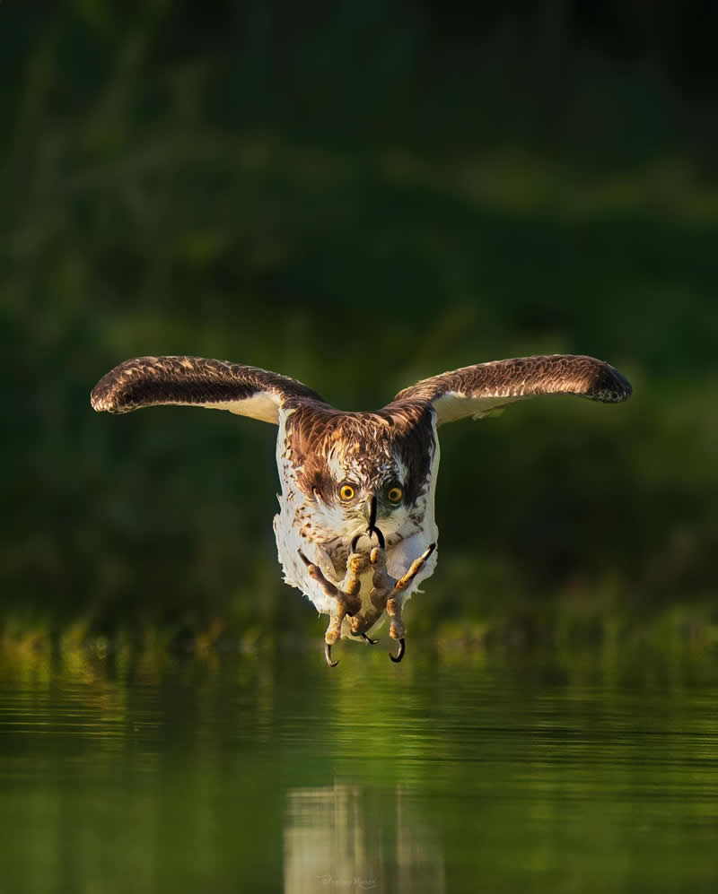 Here is the magnificent landing of an Osprey in Al qudra waters, and one poor fish has its fate sealed - Enchanting Bird Photography by Prathap Menon