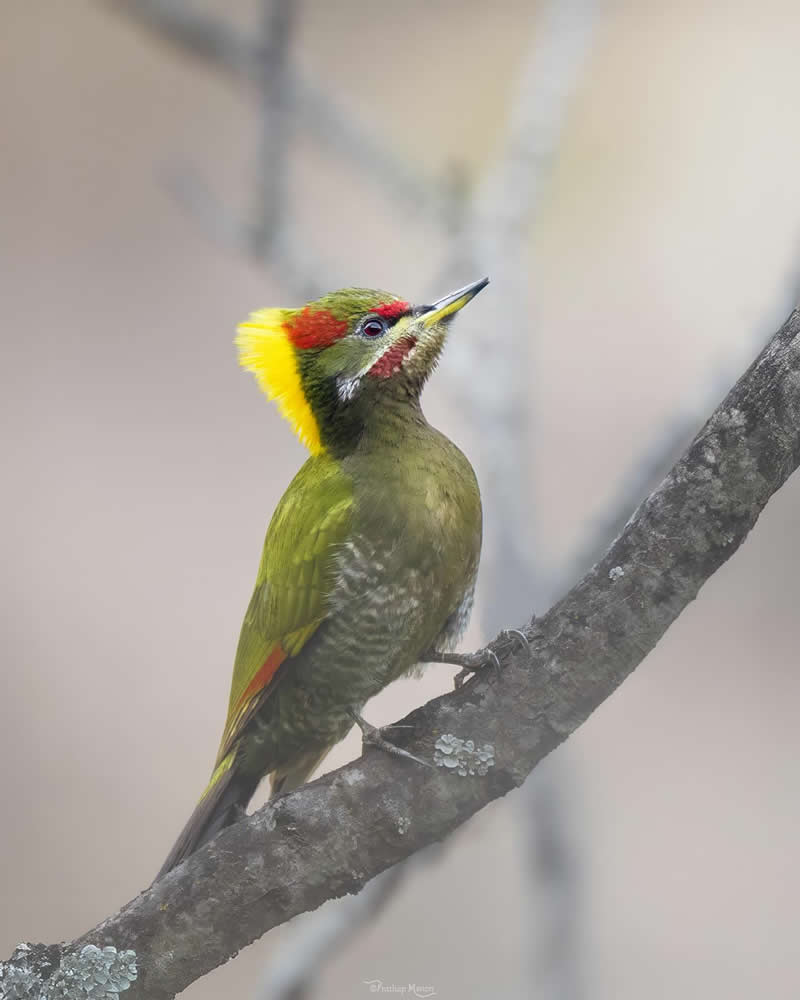 Fog blankets the woods. Astill beak points to the sky. Thoughts echo in trees… Here is the lesser yellownape woodpecker, gazing skyward—alert, reflective, and ready for the day’s silent battle in the canopy - Enchanting Bird Photography by Prathap Menon