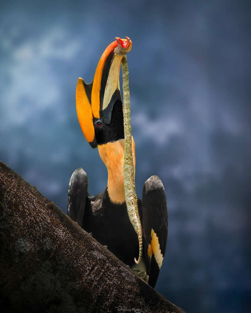 A special moment in the wild — In the lush Western Ghats of Kerala, A devoted great hornbill returns with a serpent clutched, a promise kept… To the nest where love and hunger wait,he brings the gift of life and care - Enchanting Bird Photography by Prathap Menon